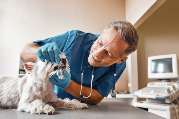 Best Weekend Emergency Dentist in Vienna, VA